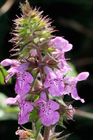 La flora della riserva naturale 